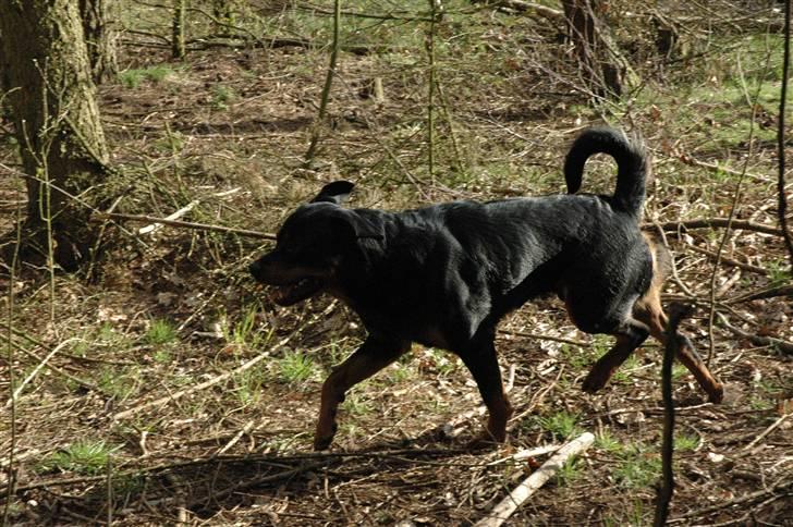 Rottweiler Alfa - Hundeskoven i gullestrup billede 6