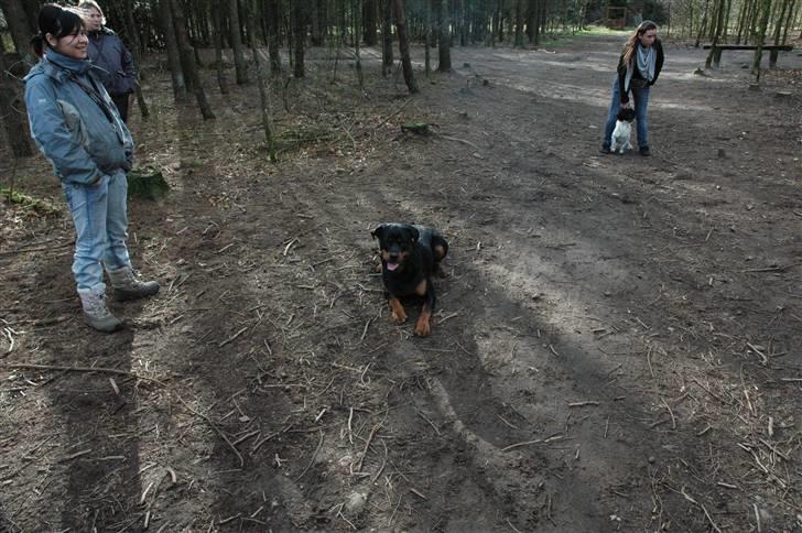 Rottweiler Alfa - Hundeskoven i gullestrup billede 7