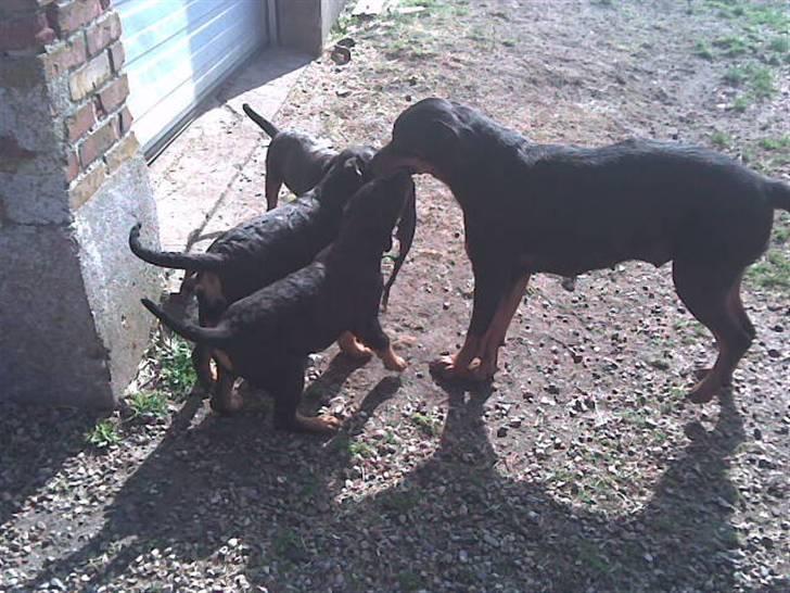 Rottweiler molly - mor og børn leger billede 8