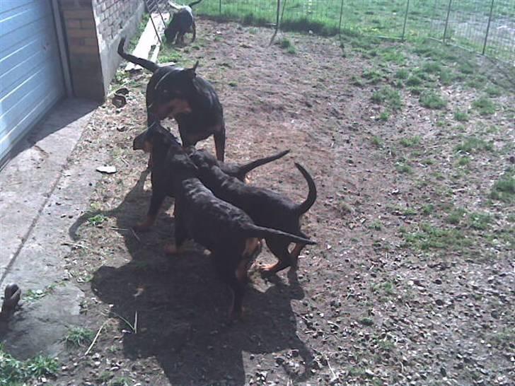 Rottweiler molly billede 9