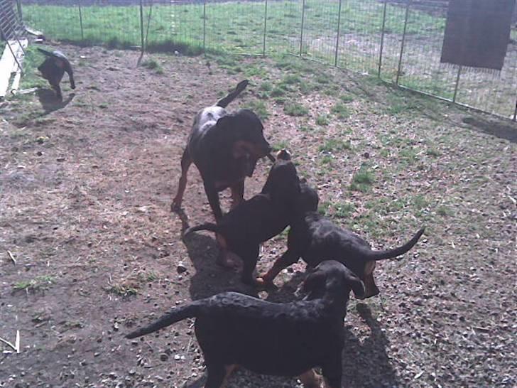 Rottweiler molly billede 10