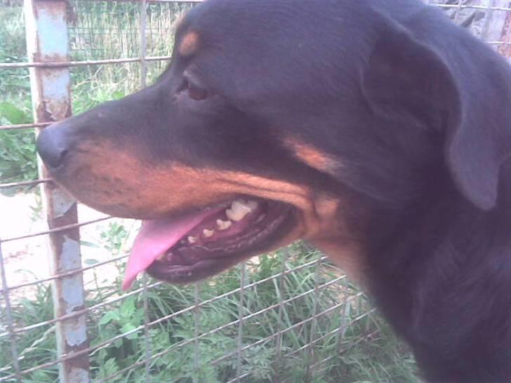 Rottweiler molly billede 11