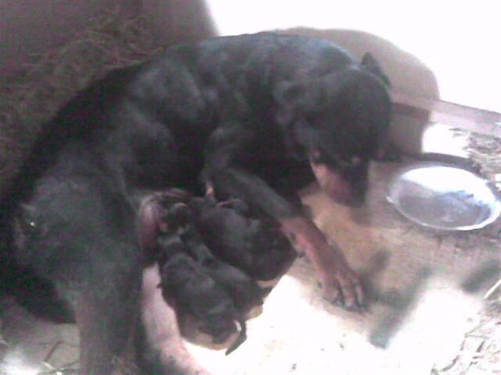 Rottweiler molly - nyfødte billede 12