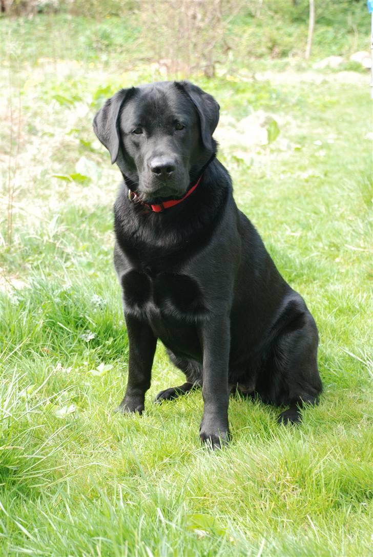 Labrador retriever Molly billede 15