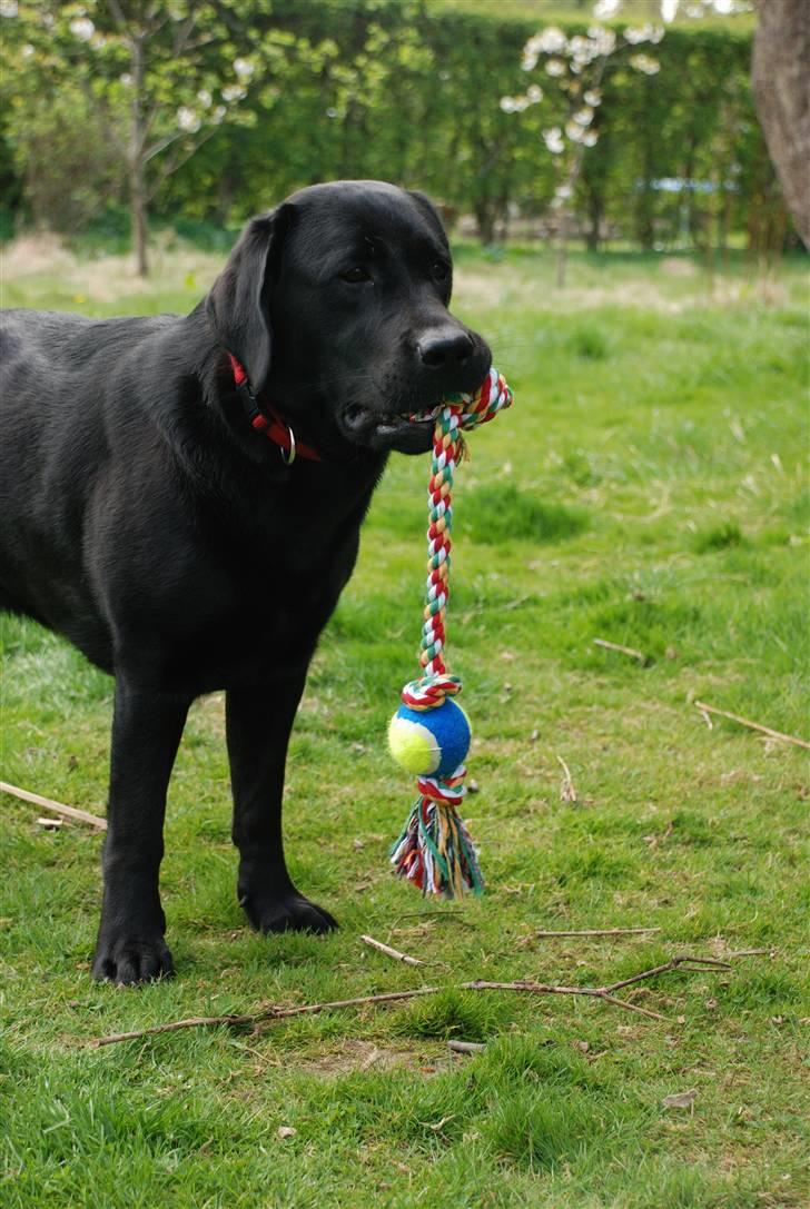 Labrador retriever Molly billede 16