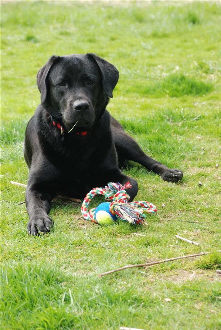 Labrador retriever Molly billede 17