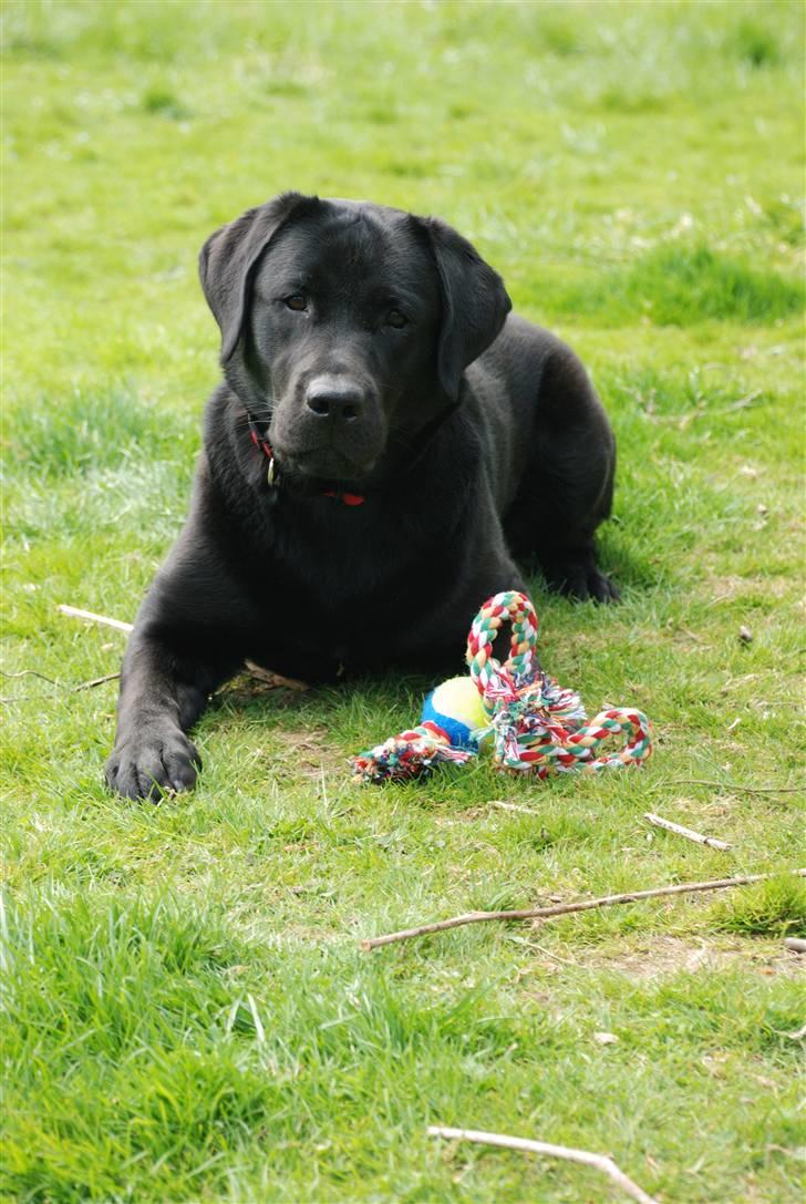 Labrador retriever Molly billede 18