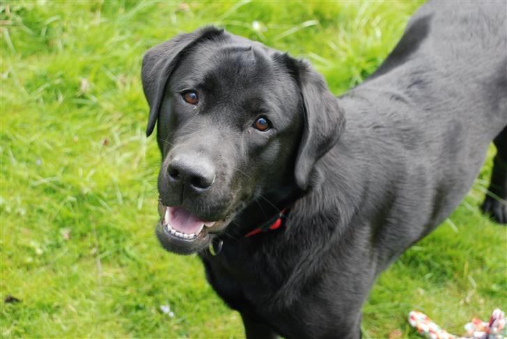 Labrador retriever Molly billede 19