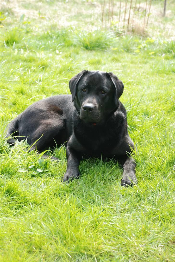 Labrador retriever Molly billede 20