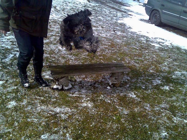 Schapendoes Anton *aflivet* billede 4