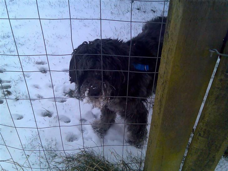 Schapendoes Anton *aflivet* billede 5