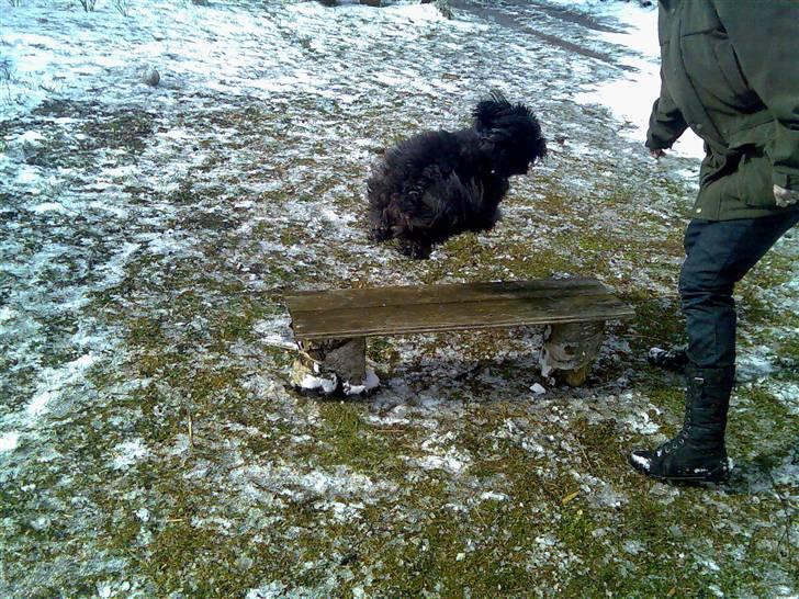 Schapendoes Anton *aflivet* billede 6