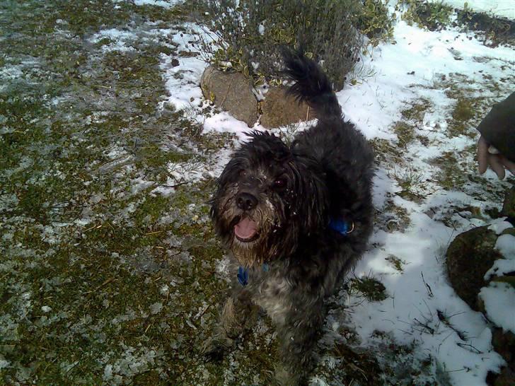 Schapendoes Anton *aflivet* billede 7