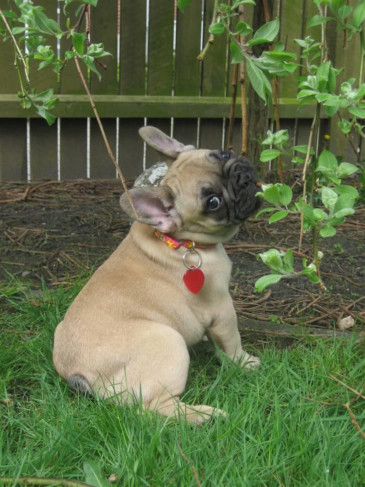 Fransk bulldog Coco Chanel - "Hva betyder - MÅ IKK...?!?" billede 1