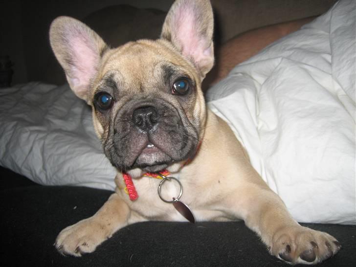 Fransk bulldog Coco Chanel - Sa´ du noget...?? billede 3