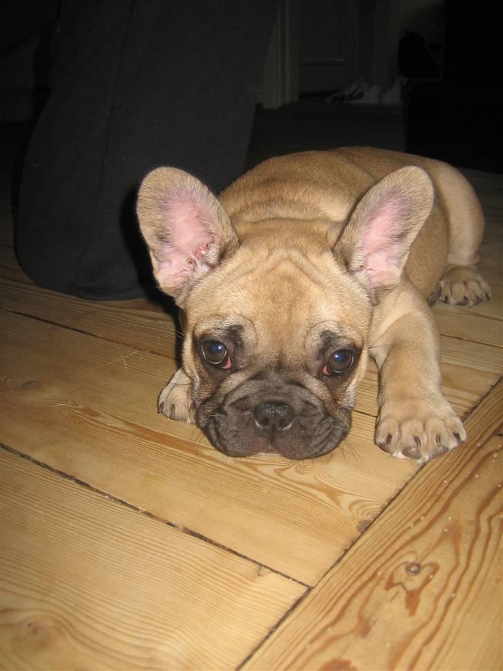 Fransk bulldog Coco Chanel - Åh nu er jeg altså lidt træt mor.. billede 5