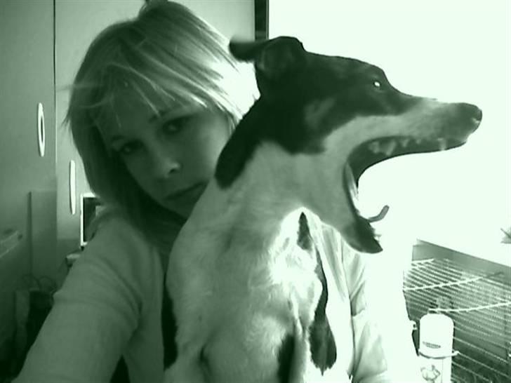 Dansk svensk gaardhund Jønne billede 5