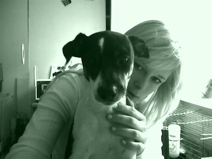 Dansk svensk gaardhund Jønne billede 6