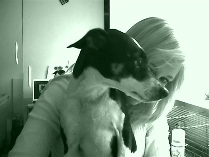 Dansk svensk gaardhund Jønne billede 7