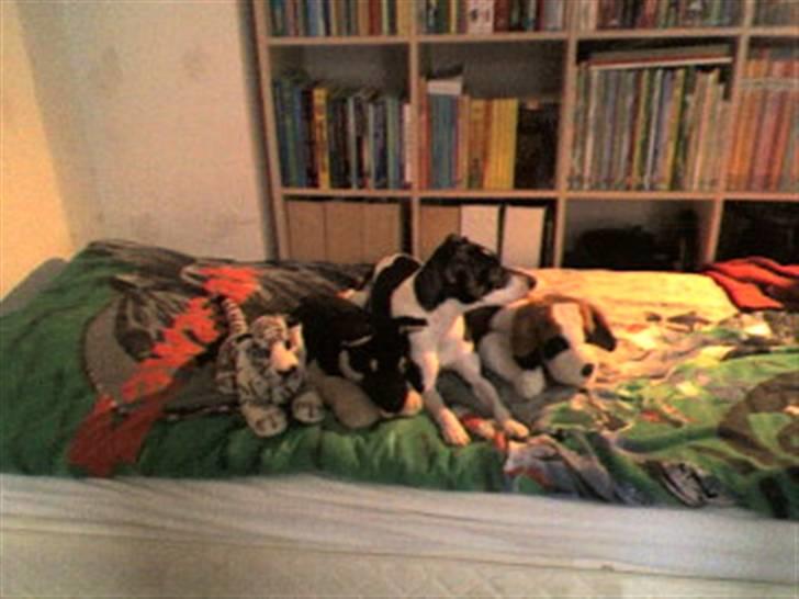 Dansk svensk gaardhund Jønne - Jønne og hans "søster" slapper af d; <33 billede 8