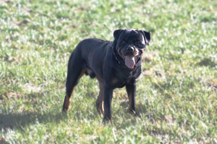 Rottweiler Aion billede 12