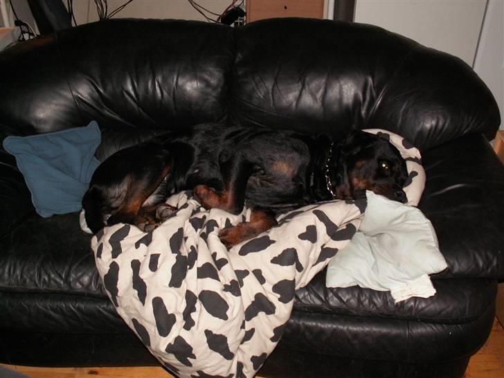 Rottweiler Aion billede 13