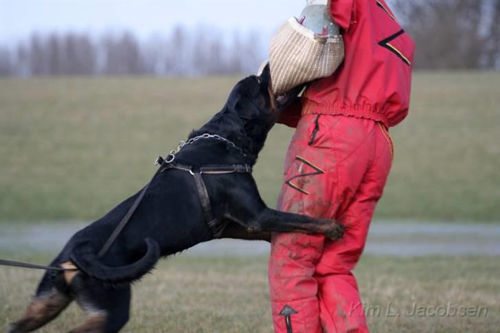 Rottweiler Aion billede 15