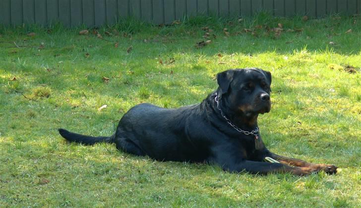 Rottweiler Aion billede 16