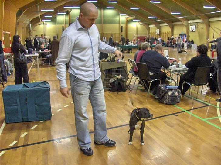 Staffordshire bull terrier Mathilde - 24 måneder / udstilling i søndersø billede 3