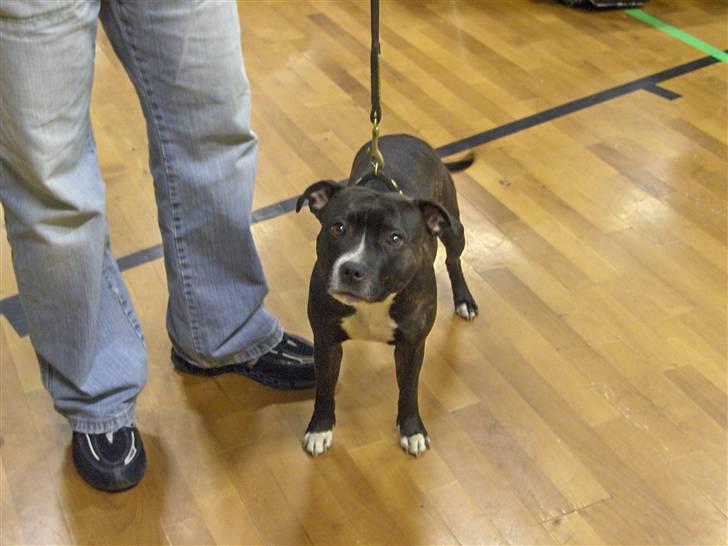Staffordshire bull terrier Mathilde - 24 måneder / udstilling i søndersø billede 4