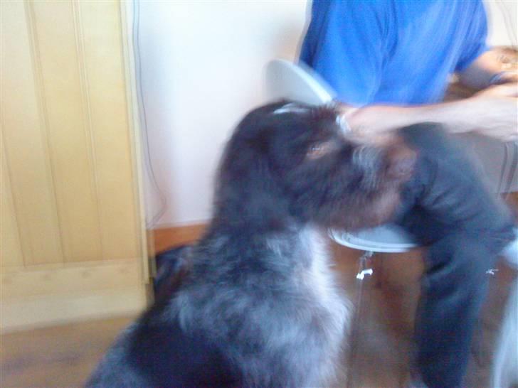 Ruhåret hønsehund † Fister † R.I.P. - Velkommen til Fisters profil ;) billede 1