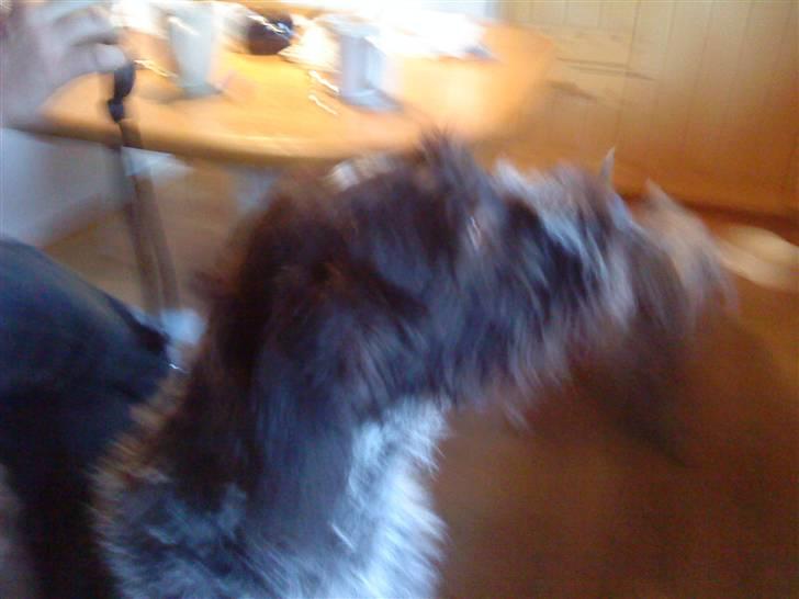 Ruhåret hønsehund † Fister † R.I.P. - lidt uklart ! :/ billede 2