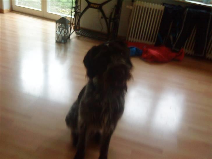 Ruhåret hønsehund † Fister † R.I.P. - meget mørkt ;| billede 3