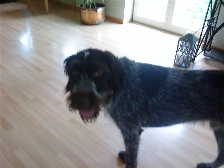 Ruhåret hønsehund † Fister † R.I.P. - bedre ;D billede 4