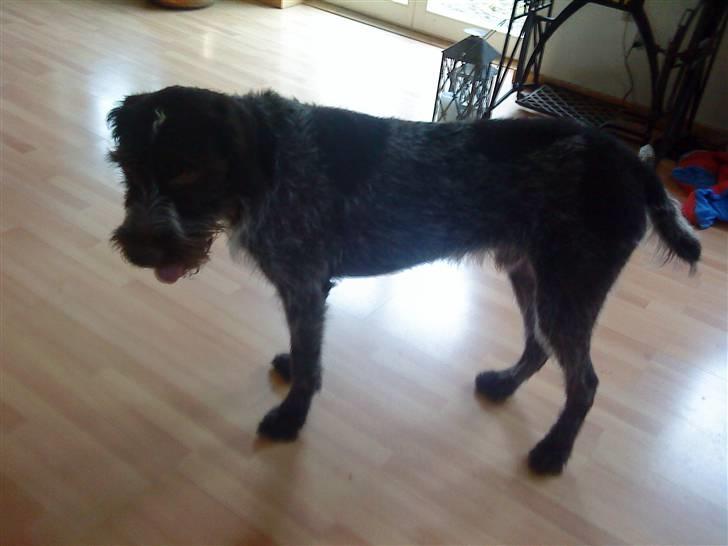 Ruhåret hønsehund † Fister † R.I.P. - Meget mørkt, desværre ;! billede 5