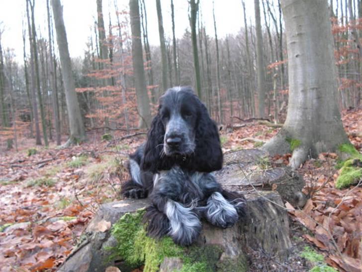 Cocker spaniel Basil billede 1
