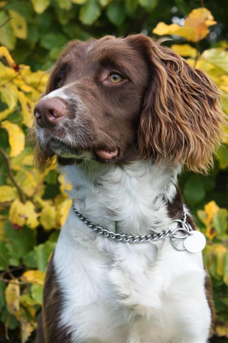 Field Trial spaniel Nougat - Hej! Velkommen til Nougats profil :) billede 1