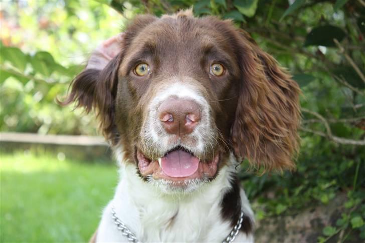 Field Trial spaniel Nougat billede 2
