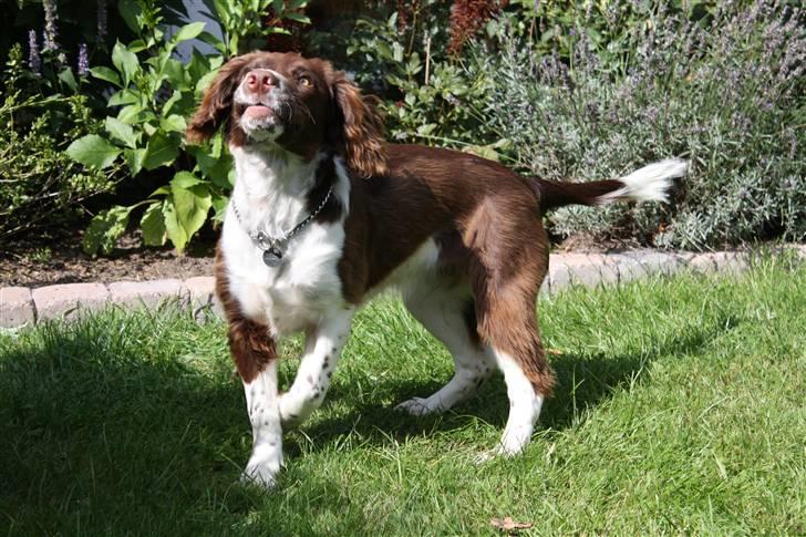 Field Trial spaniel Nougat billede 3