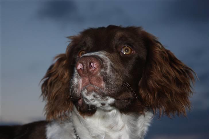Field Trial spaniel Nougat billede 4