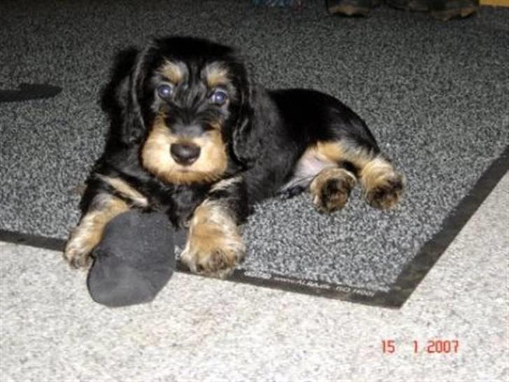 Gravhund zeus - zeus der leger med min fars stjømper billede 1