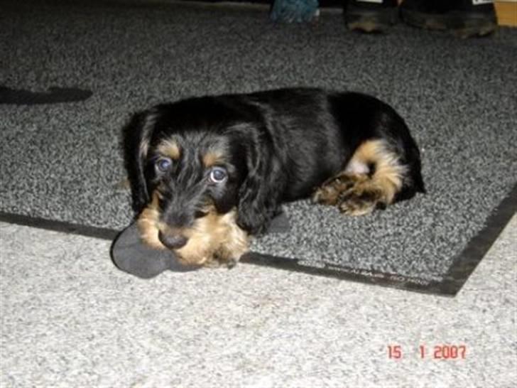 Gravhund zeus - zeus der ligger og tykker i min fars stjømper billede 2