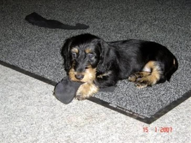 Gravhund zeus - zeus kikker på min far billede 3