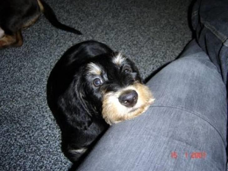 Gravhund zeus - nu ligger han på min fars ben billede 4