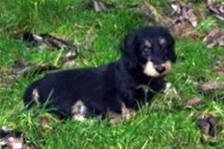 Gravhund zeus - nu ligger han udenfor billede 5