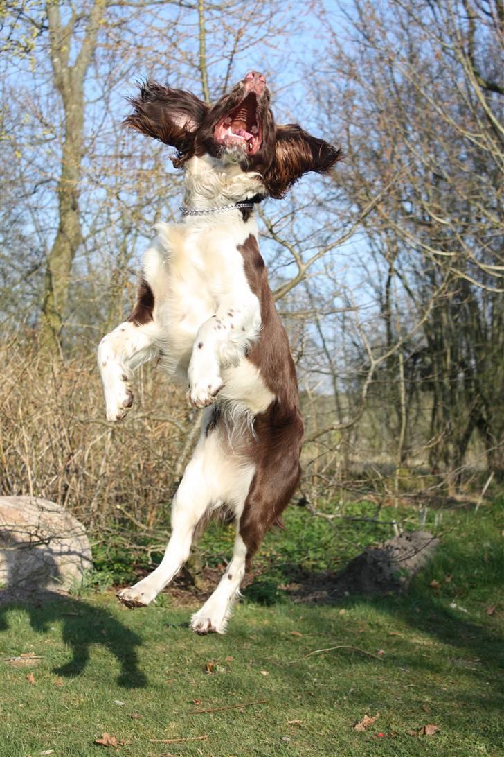 Field Trial spaniel Nougat billede 5