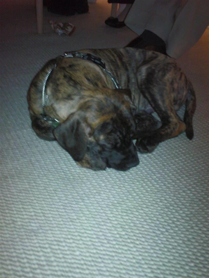 Boerboel Anasha Zanto - 25/12-07 Har været hos min "nye" familie i 3 dage og julen er meget hård at komme igennem så mens de andre spiser sover jeg billede 3