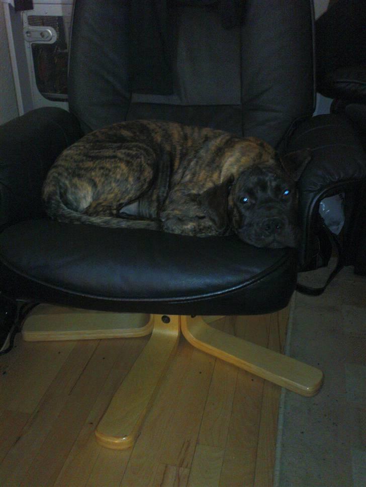 Boerboel Anasha Zanto - Godt at komme på besøg, for her må man ligge i møblerne. billede 4