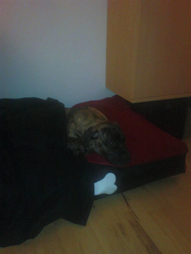 Boerboel Anasha Zanto - Putte i min ejen seng,. billede 5