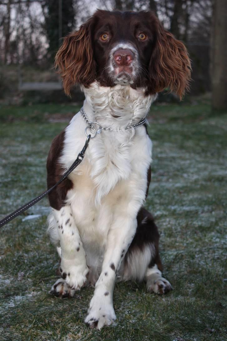 Field Trial spaniel Nougat billede 6